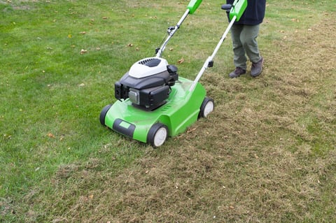 Scarifying lawn with a scarifier. Person dethatching moss in a backyard, lawn maintenance