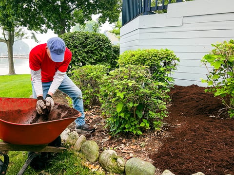 A single mature man unloads mulch from a wheelbarrow in his back yard. He is dressed casually in yard work gear.